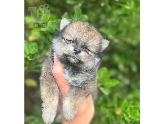 Κουτάβια Pomeranian